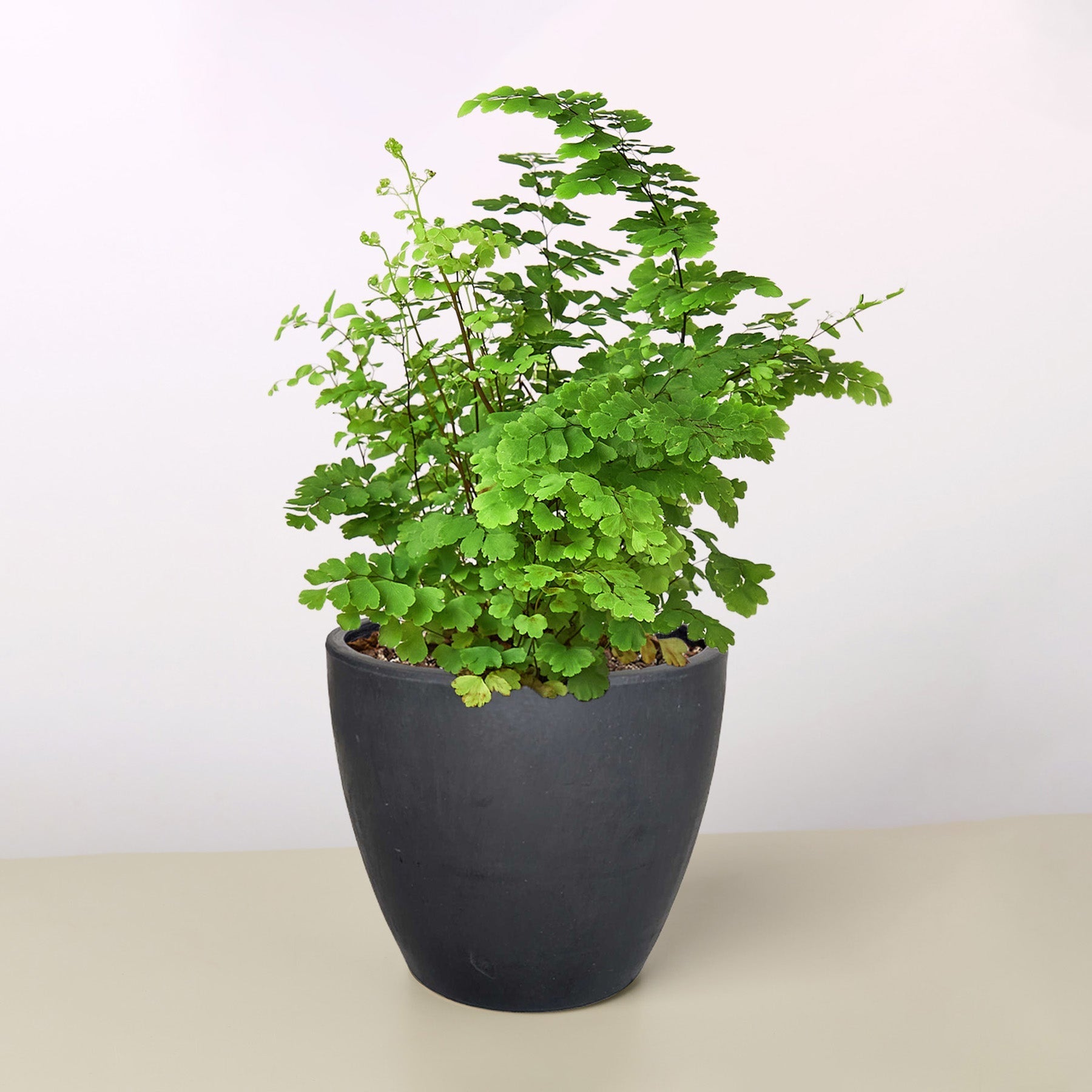 Maidenhair Fern – view 6
