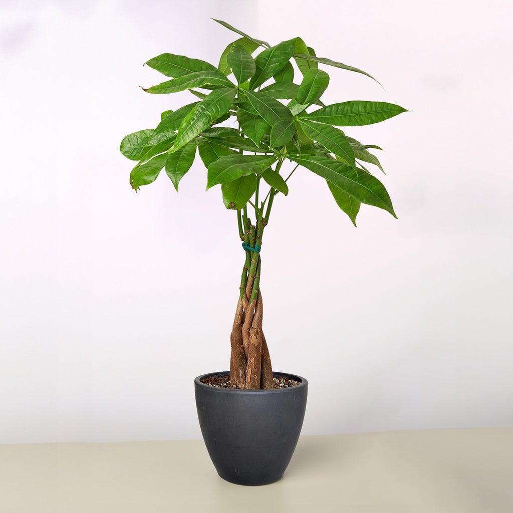 Money Tree 'Guiana Chestnut' Pachira Braid – view 10