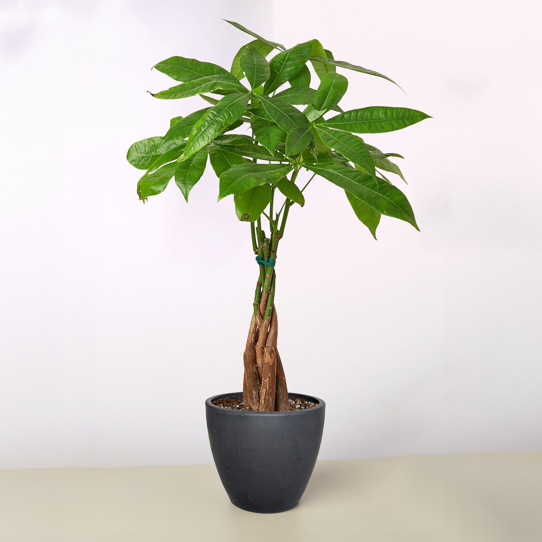 Money Tree 'Guiana Chestnut' Pachira Braid – view 10