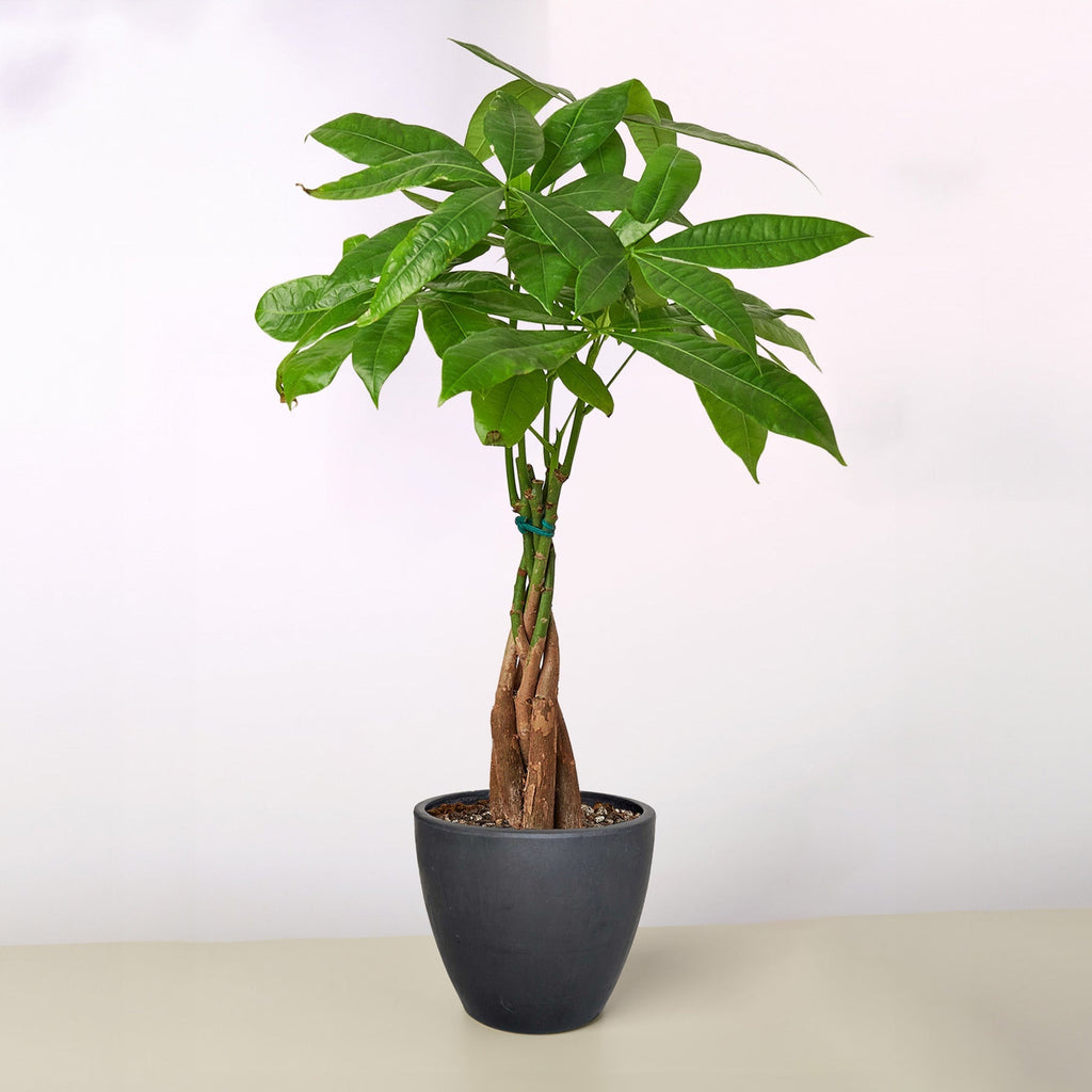 Money Tree 'Guiana Chestnut' Pachira Braid – view 10