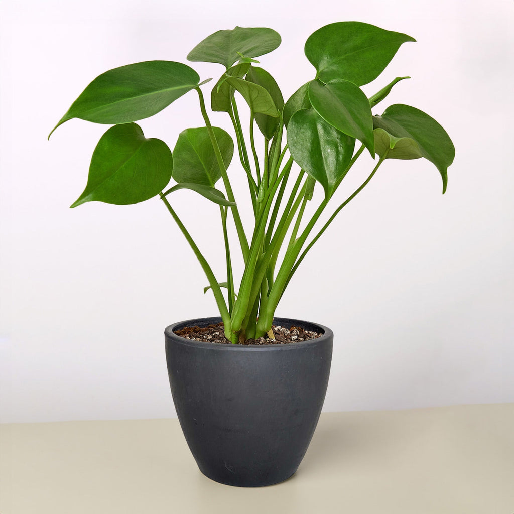 Monstera 'Split-Leaf' – view 11