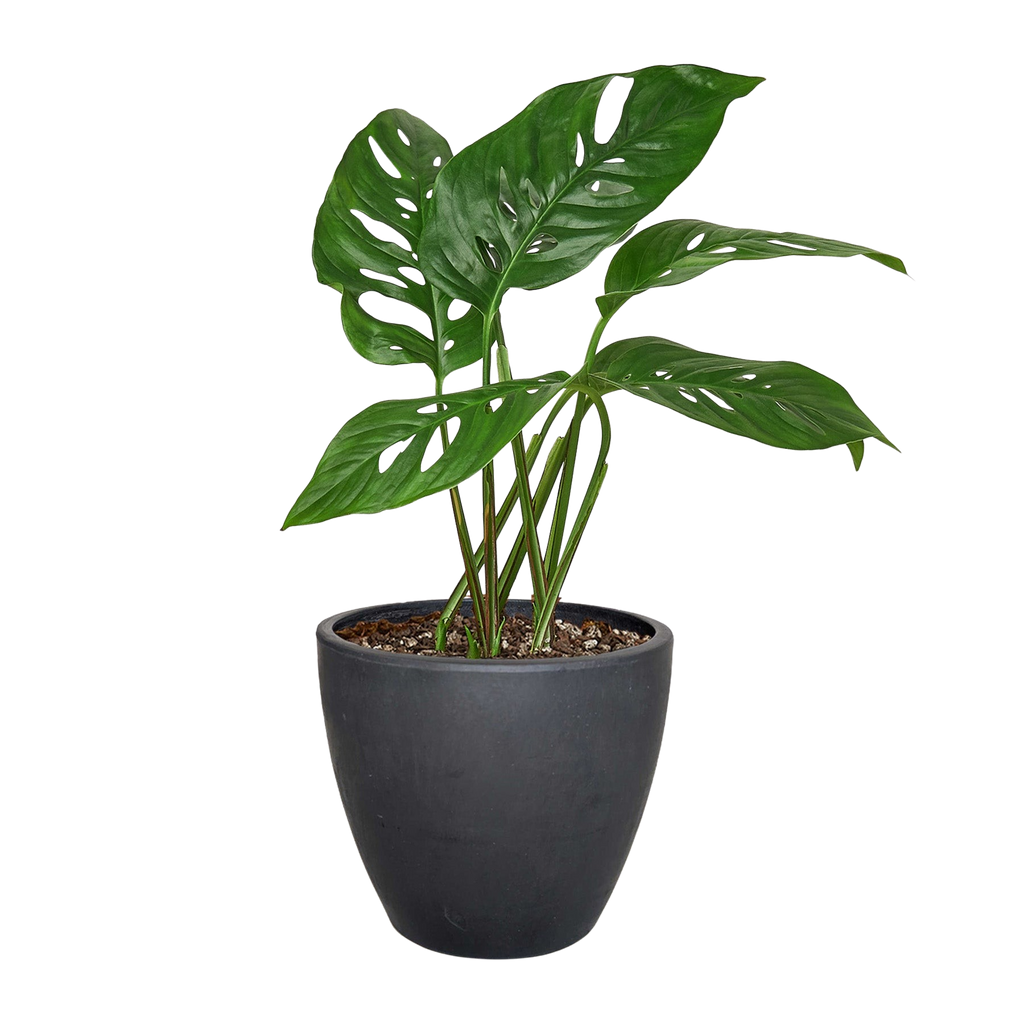Monstera Adansonii 'Swiss Cheese' – view 13
