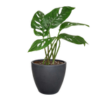 Monstera Adansonii 'Swiss Cheese' – view 13
