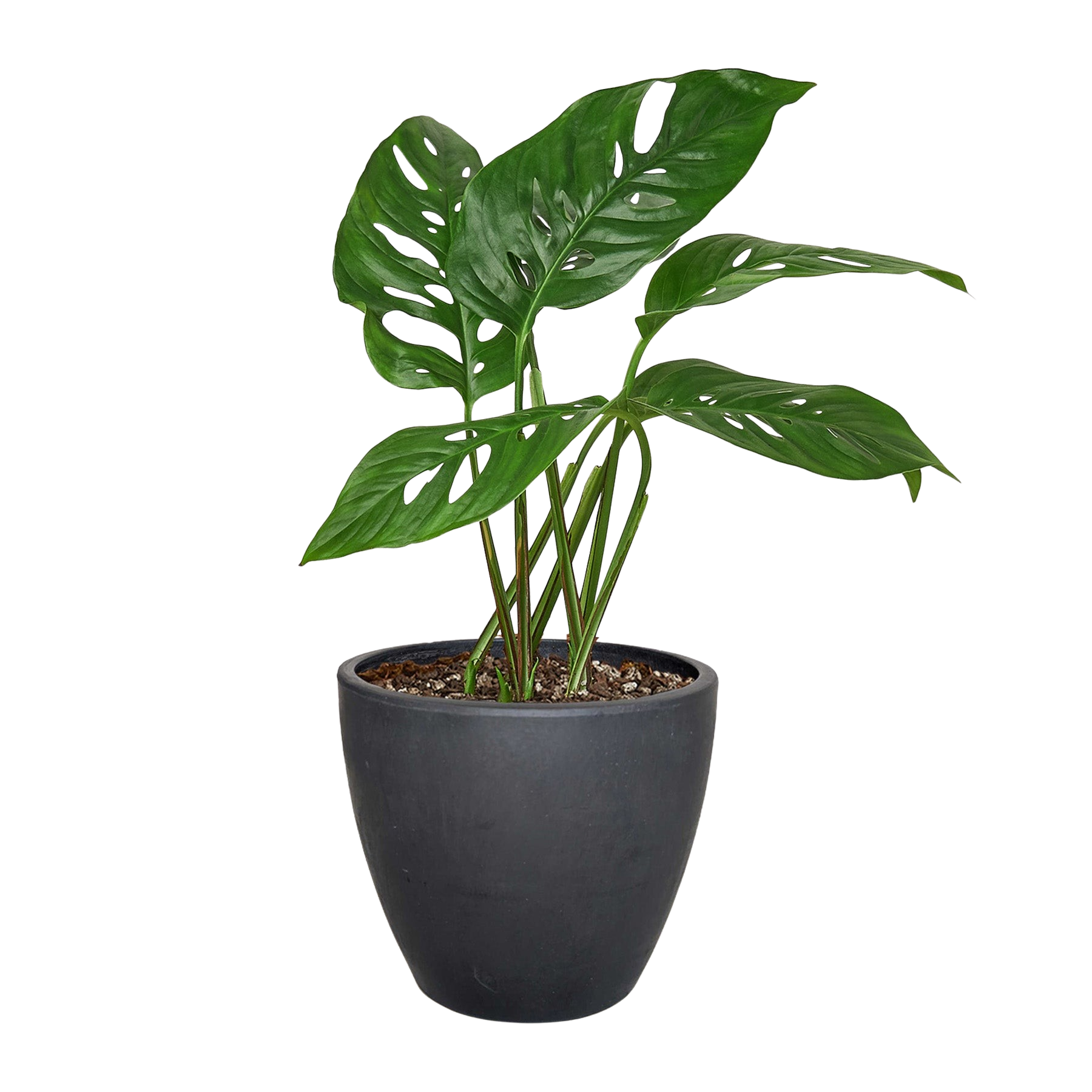 Monstera Adansonii 'Swiss Cheese' – view 13