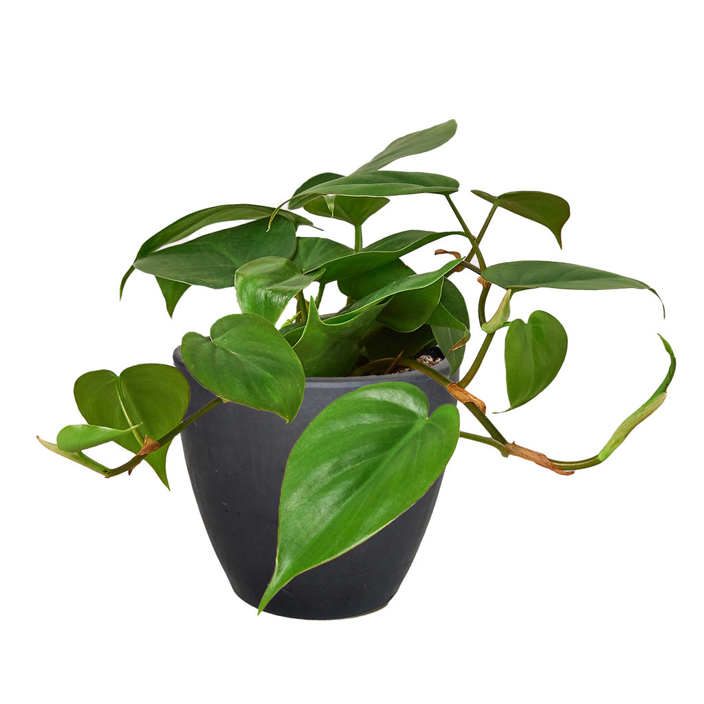 Philodendron Cordatum Heartleaf – view 14