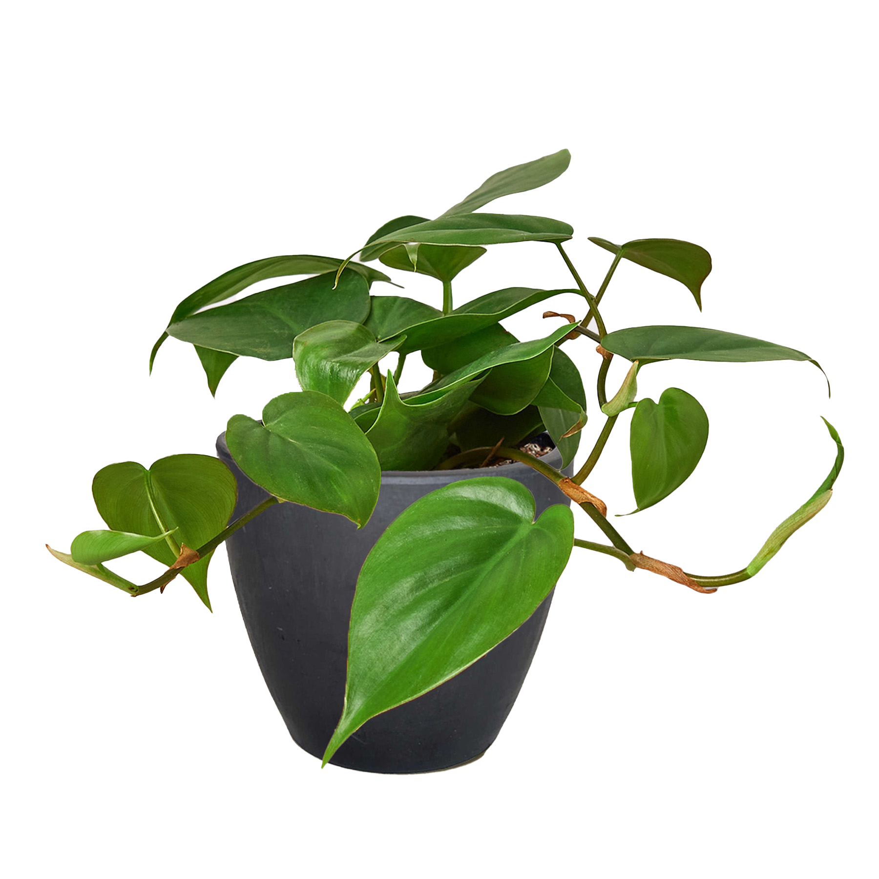 Philodendron Cordatum Heartleaf – view 14