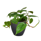 Philodendron Cordatum Heartleaf – view 14