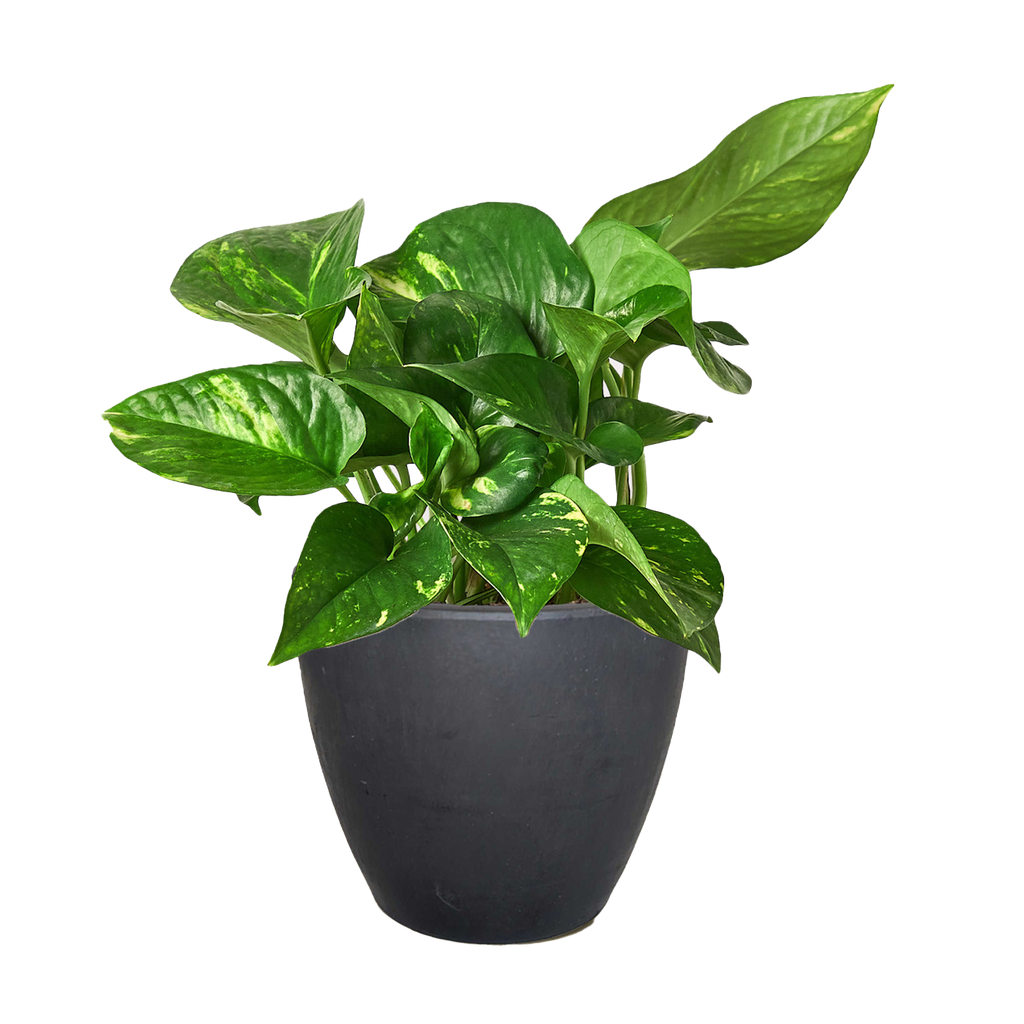 Pothos 'Golden' – view 12