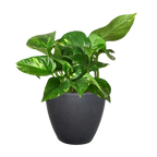 Pothos 'Golden' – view 12