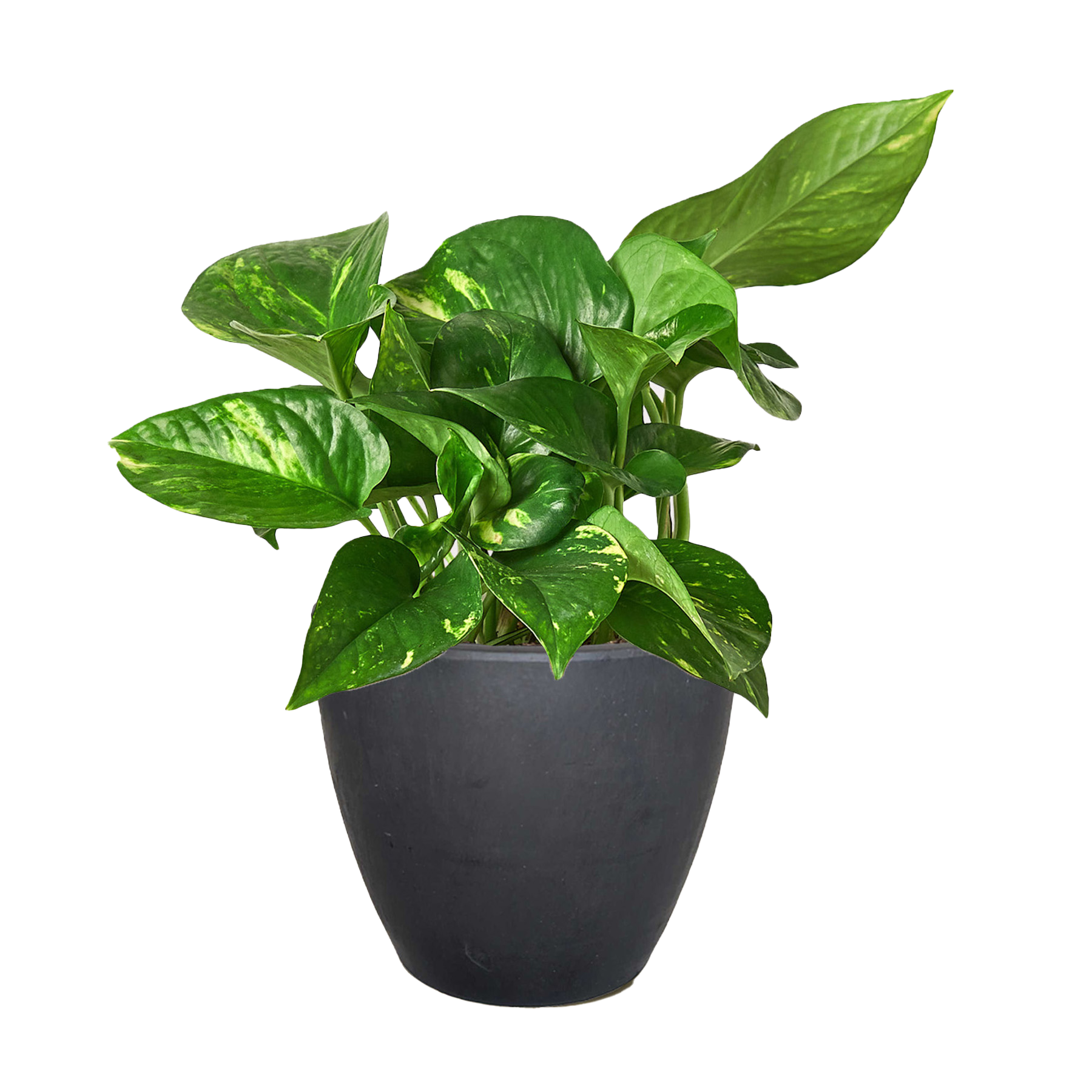 Pothos 'Golden' – view 12
