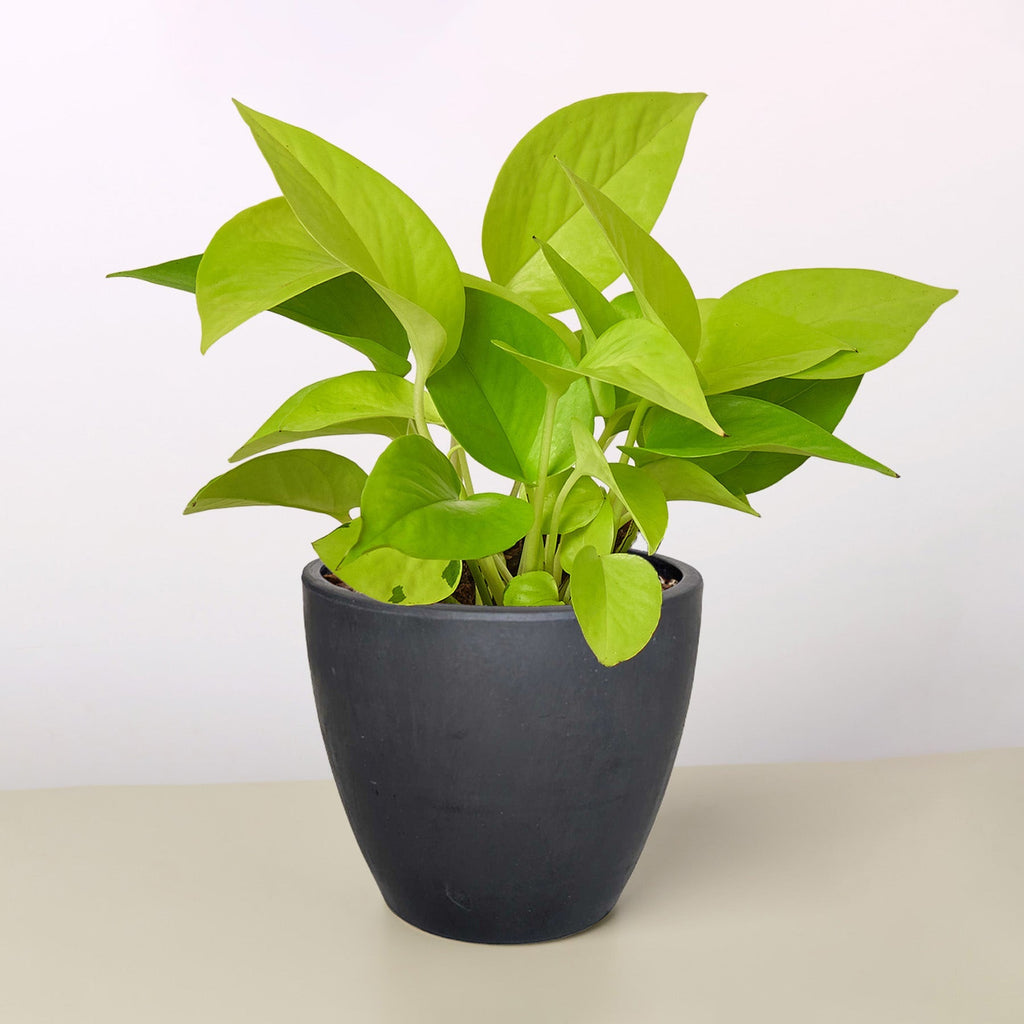 Pothos 'Neon' – view 8