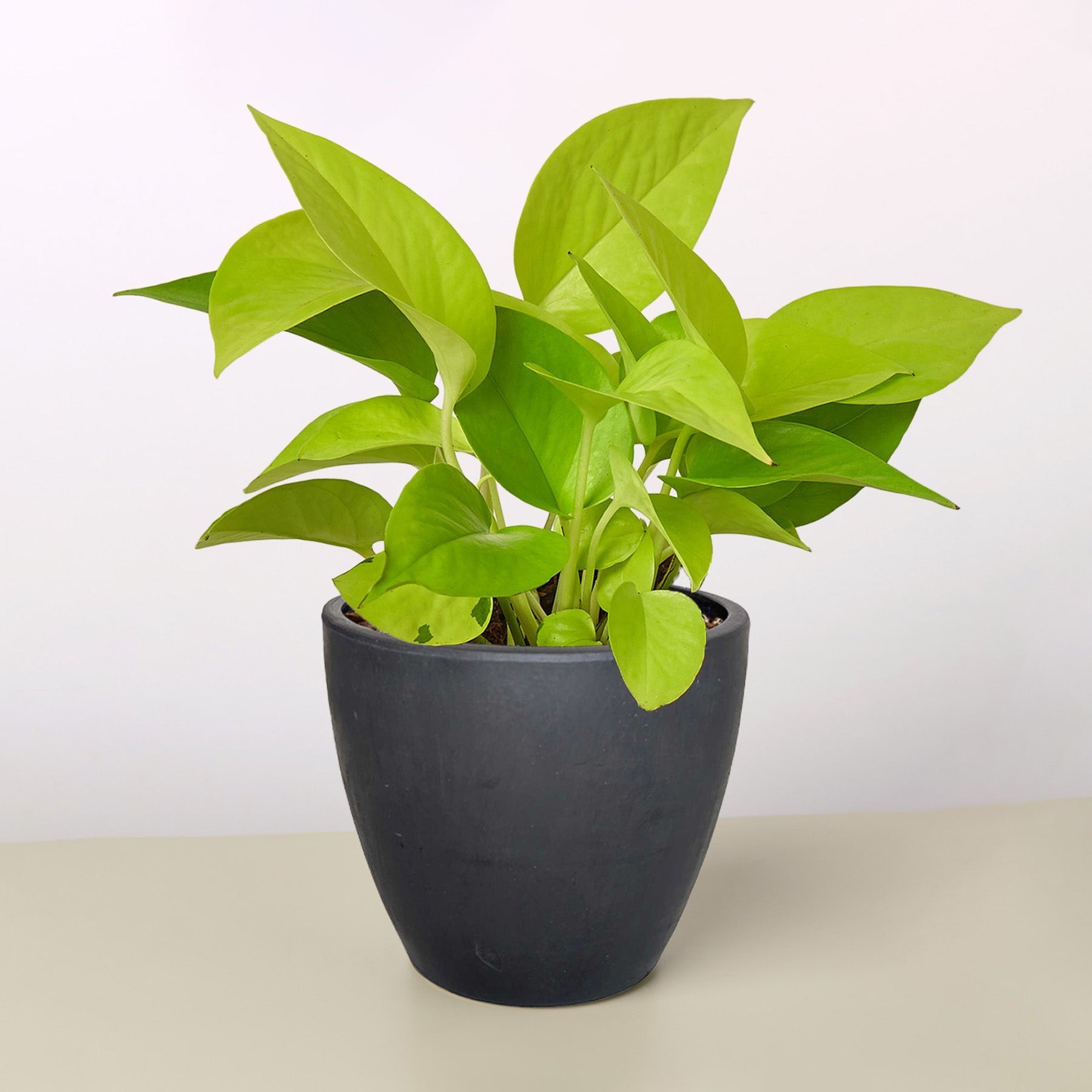 Pothos 'Neon' – view 8