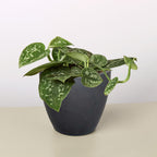Pothos 'Satin' – view 11