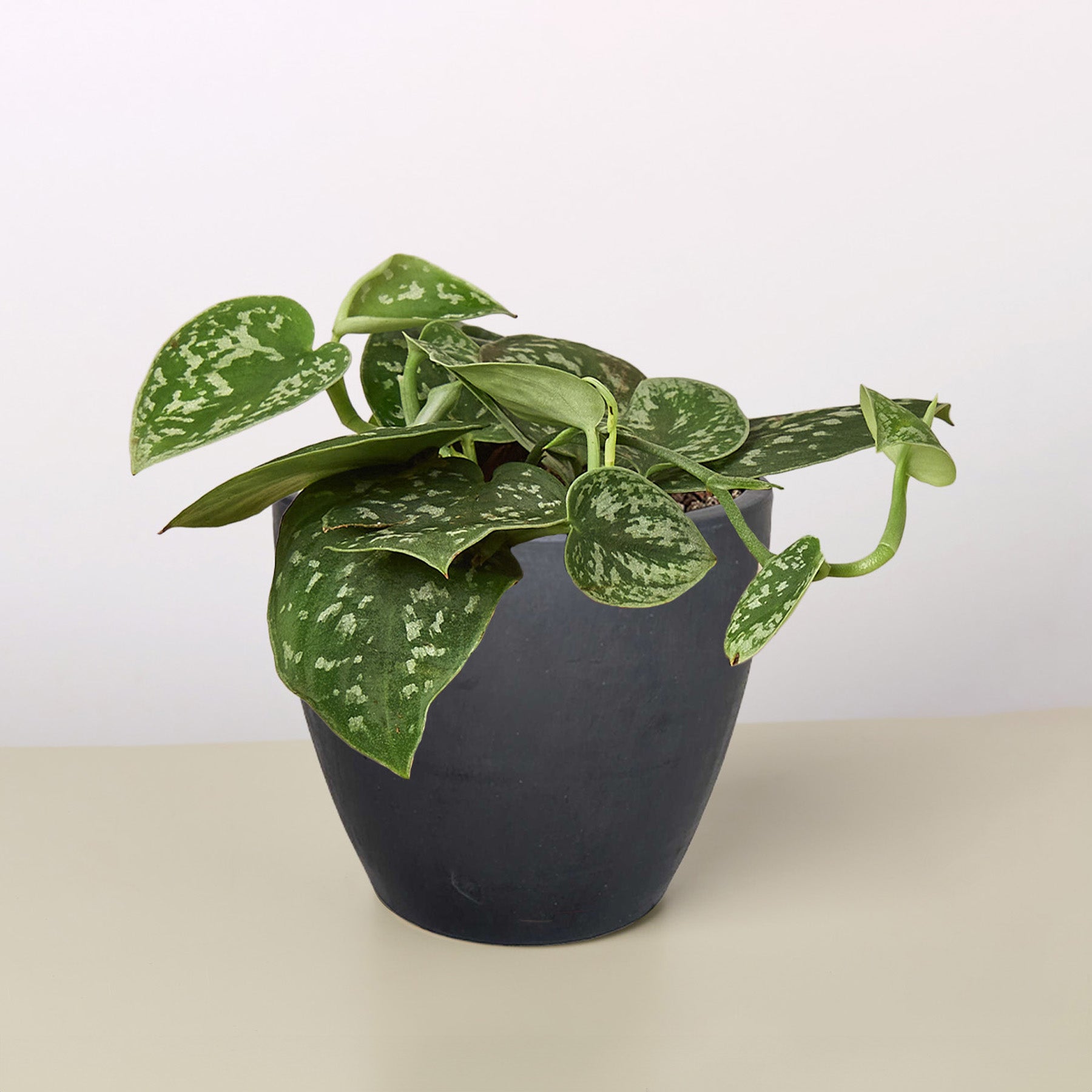 Pothos 'Satin' – view 11
