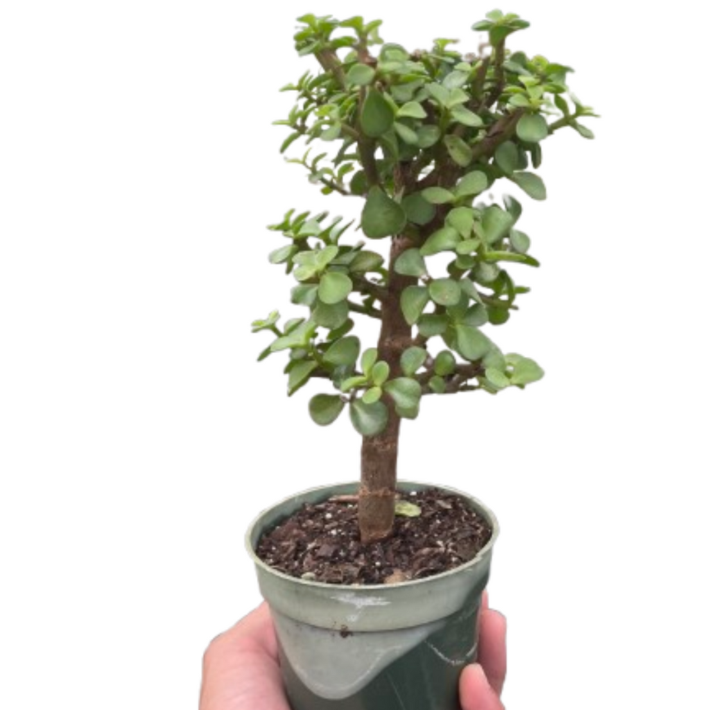 Bonsai Jade Dwarf Green Live Plant