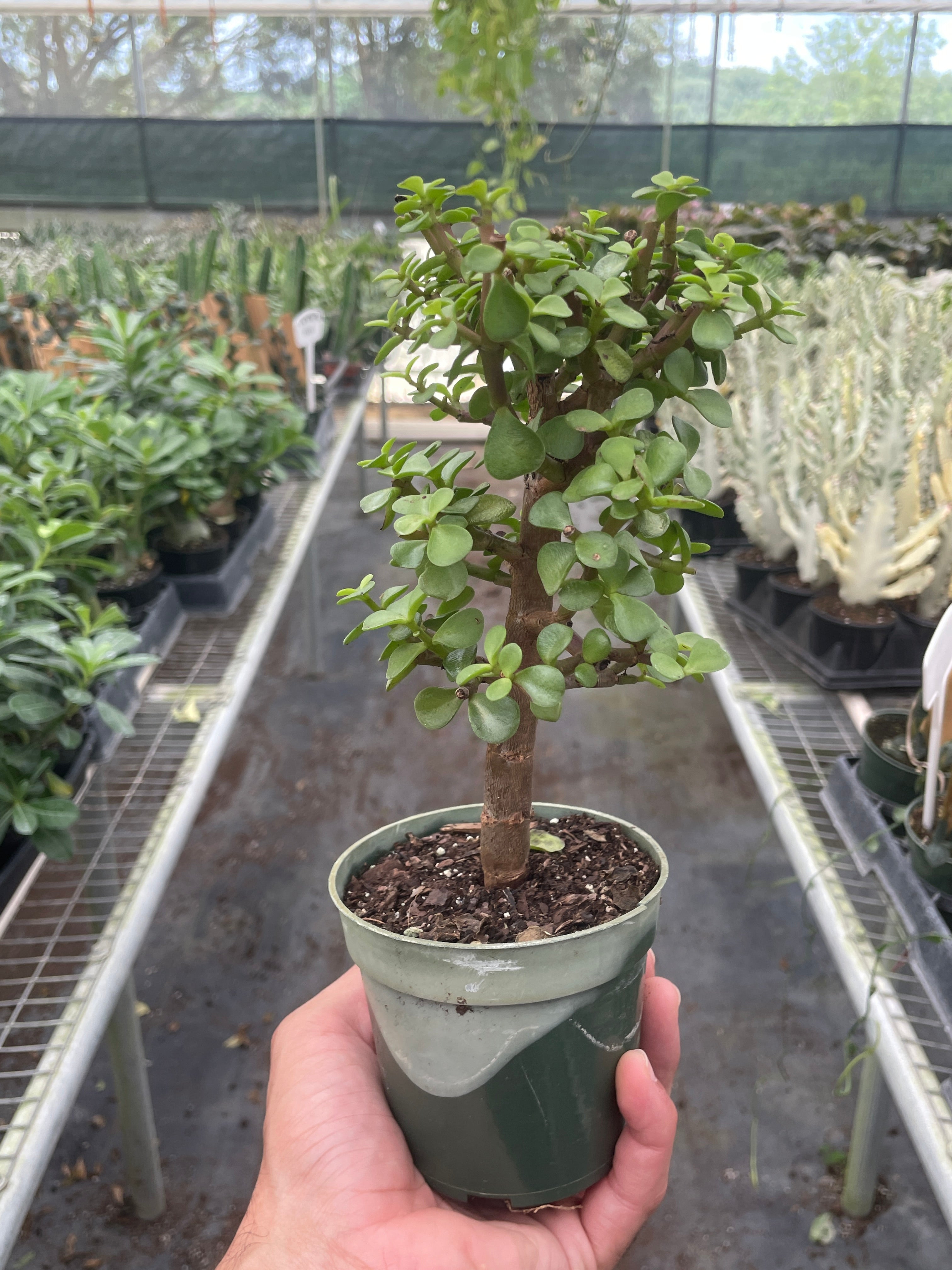 Bonsai Jade Dwarf Green Live Plant
