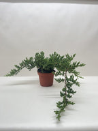 Bonsai Juniper – view 6