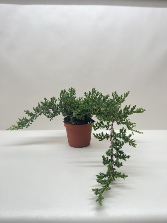 Bonsai Juniper – view 6