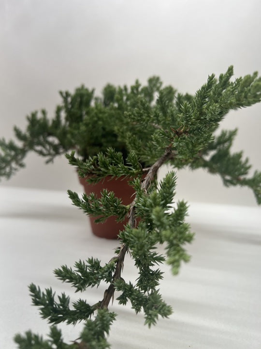 Bonsai Juniper – view 4