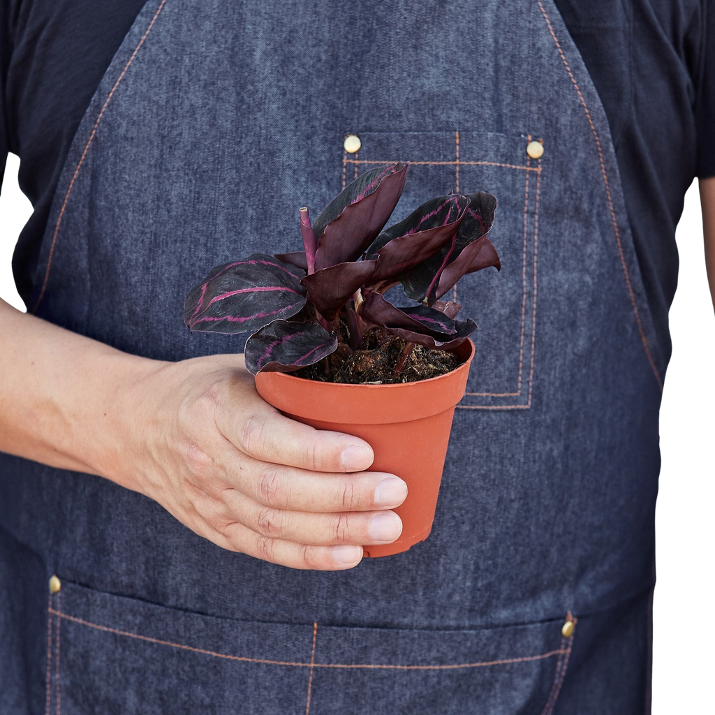 Calathea 'Dottie' – view 3