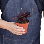 Calathea 'Dottie' – view 3