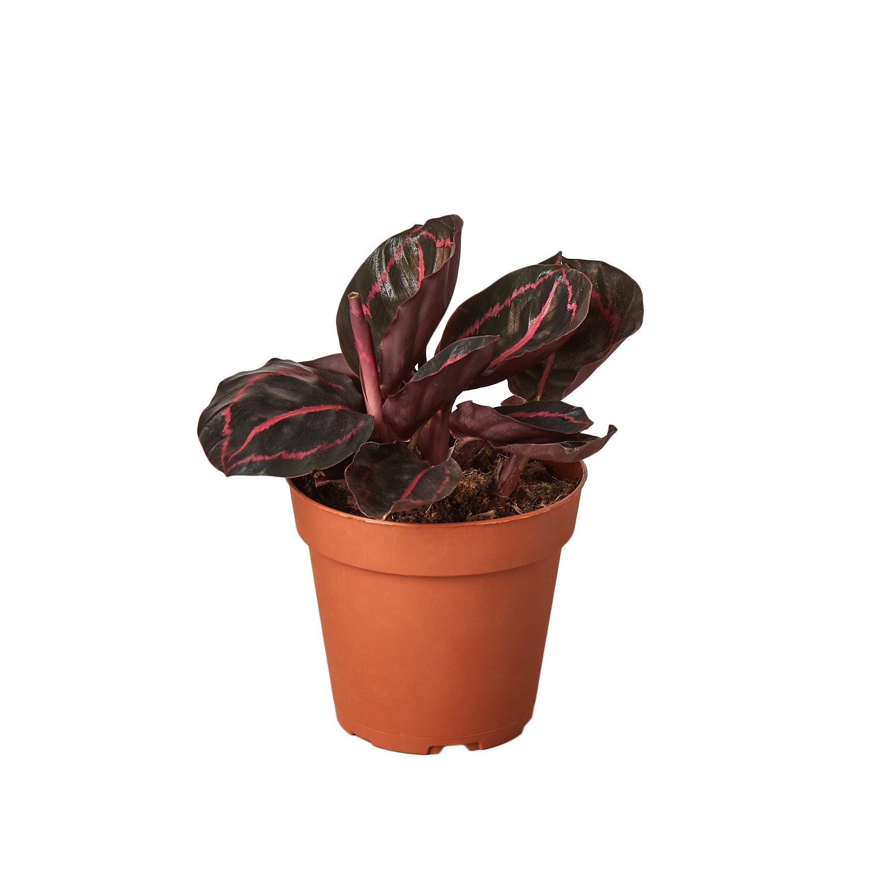 Calathea 'Dottie' Live Plant – 6" Nursery Pot