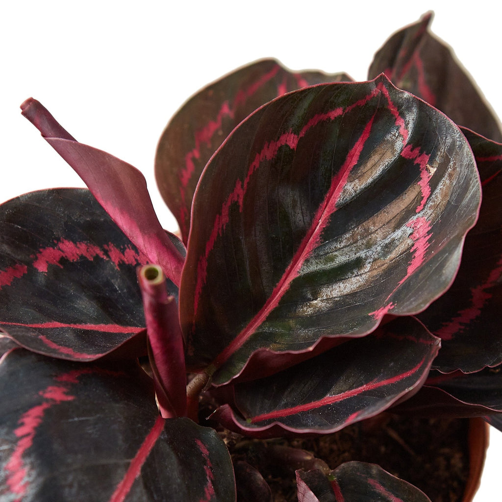 Calathea 'Dottie' live plant with dark green leaves featuring vivid pink veining and burgundy undersides.