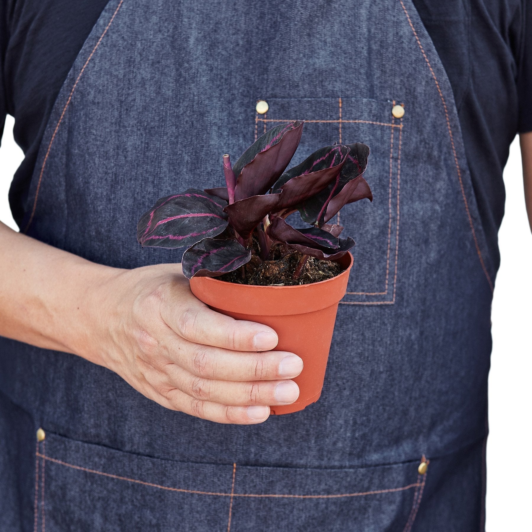 Hand holding a Calathea Dottie plant with dark pink-veined leaves in a terracotta pot against a denim apron.