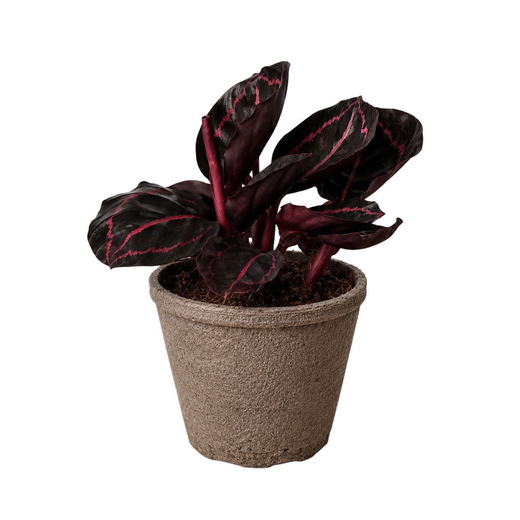 Calathea 'Dottie' – view 10