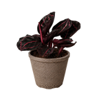 Calathea 'Dottie' – view 10