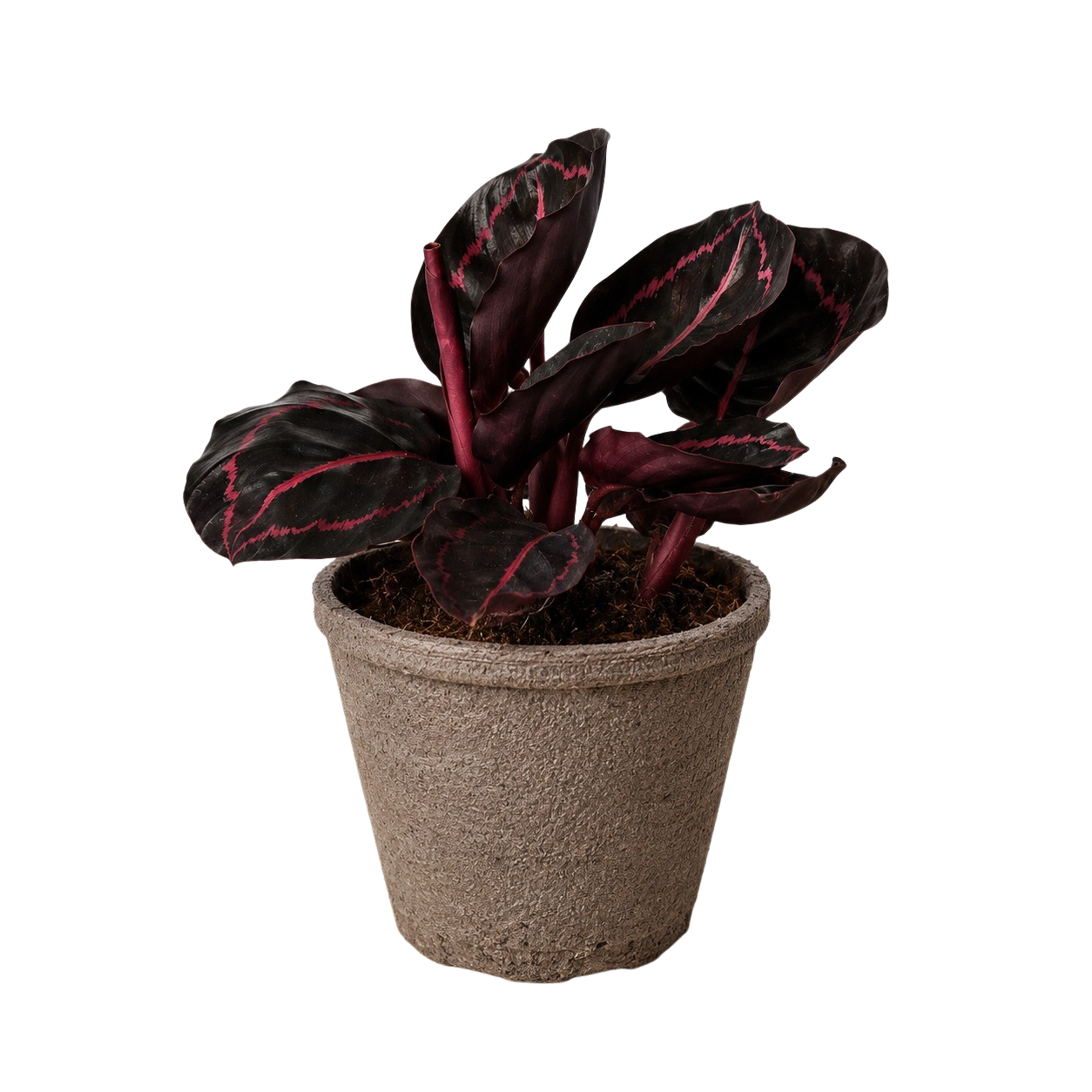 Calathea 'Dottie' – view 10