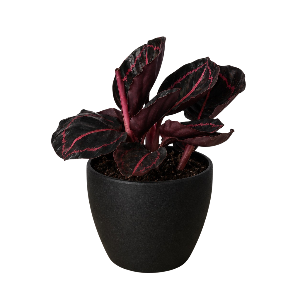 Calathea 'Dottie' – view 8