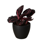 Calathea 'Dottie' – view 8