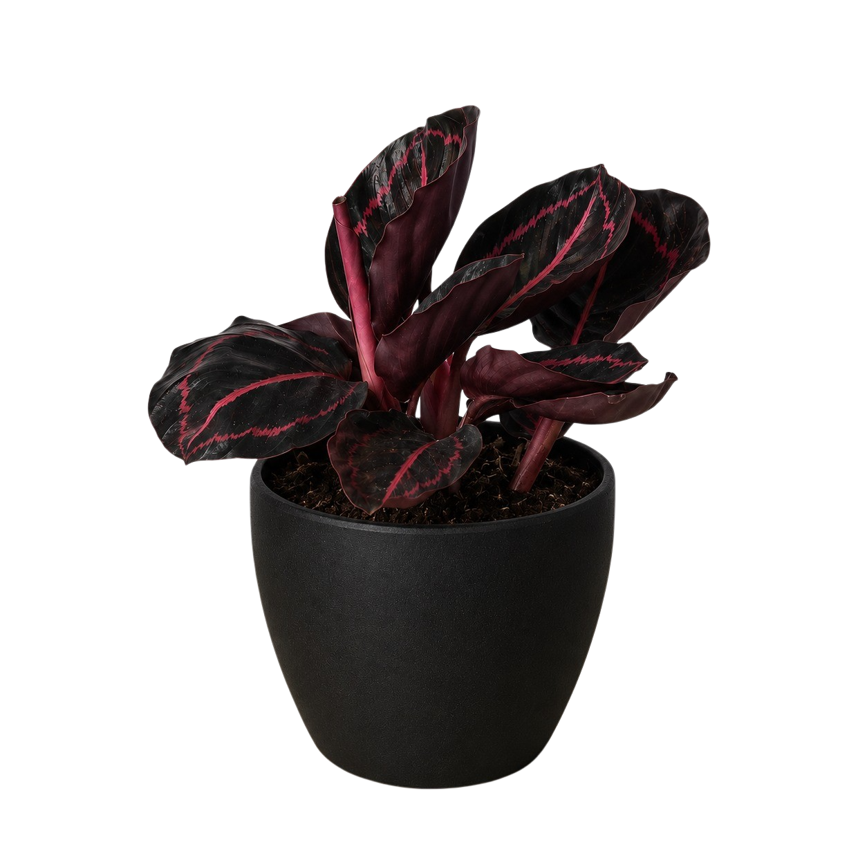 Calathea 'Dottie' – view 8
