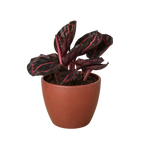 Calathea 'Dottie' – view 7