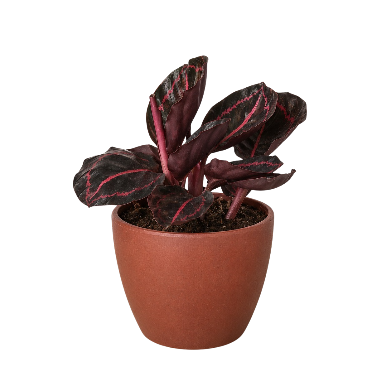 Calathea 'Dottie' – view 7