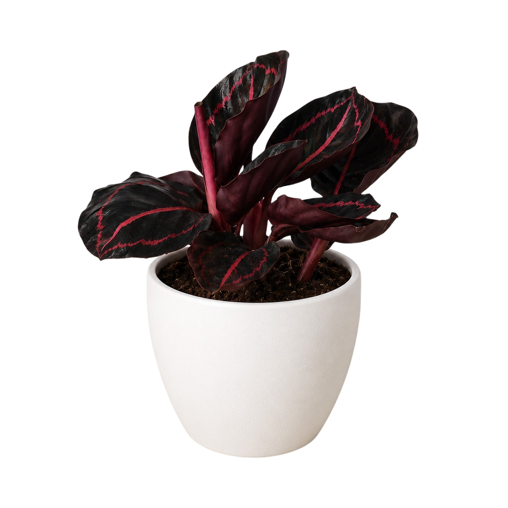 Calathea 'Dottie' – view 9