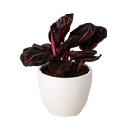 Calathea 'Dottie' – view 9