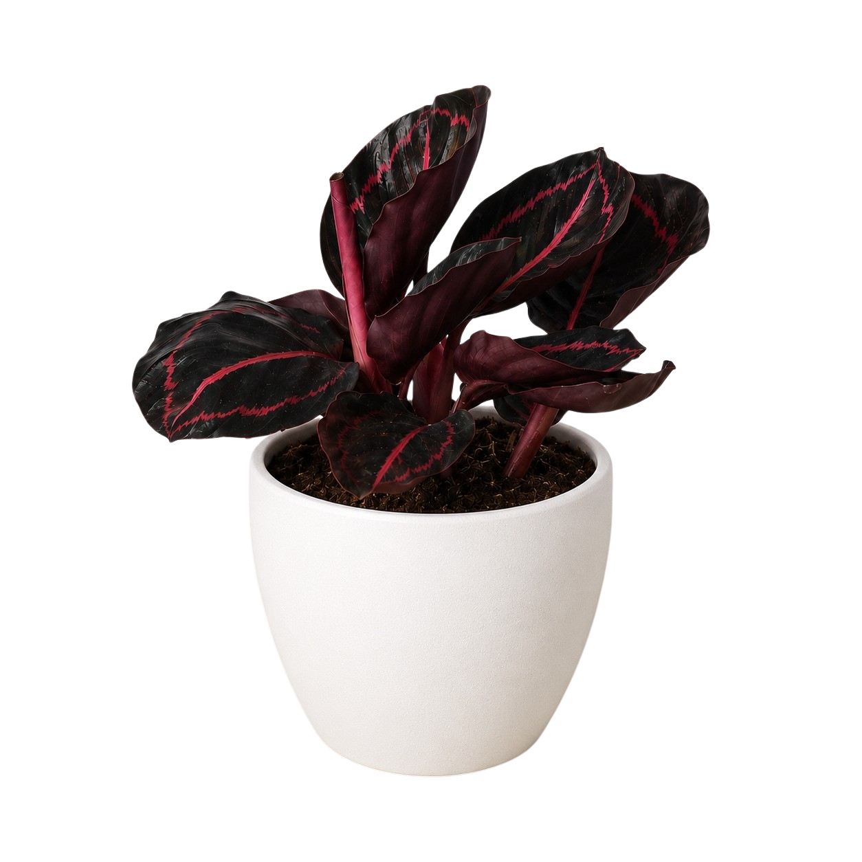 Calathea 'Dottie' – view 9