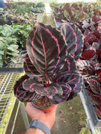Hand holding potted Calathea Dottie with dark leaves and pink stripes in a greenhouse nursery setting.