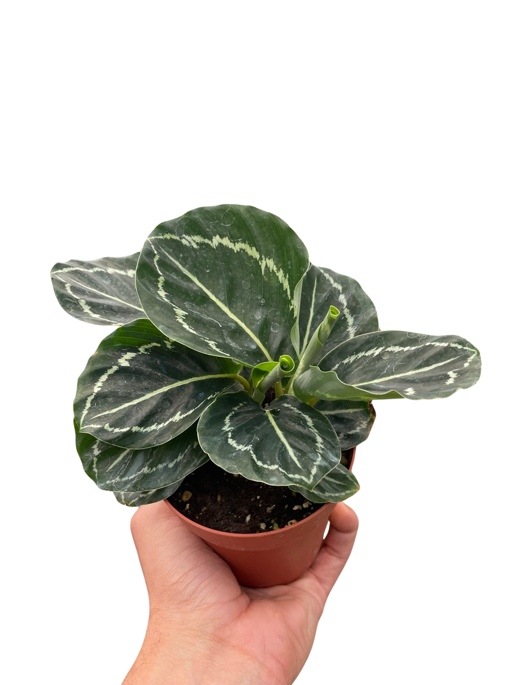 Calathea 'Green Goddess' – view 3