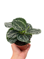 Calathea 'Green Goddess' – view 3