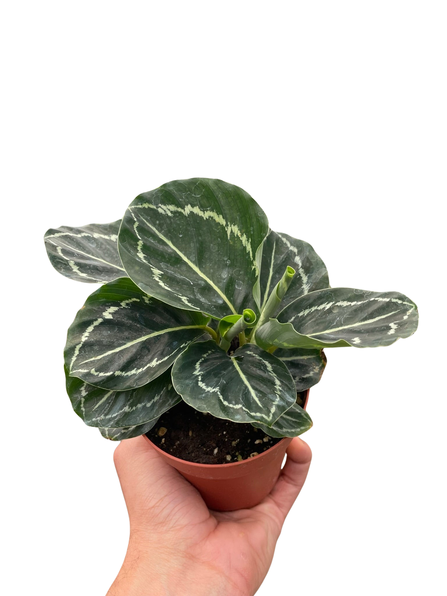 Calathea 'Green Goddess' – view 3