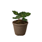 Calathea 'Makoyana' – view 11