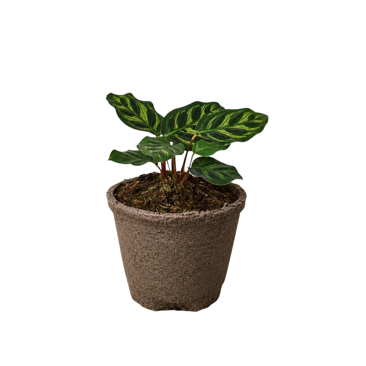 Calathea 'Makoyana' – view 11
