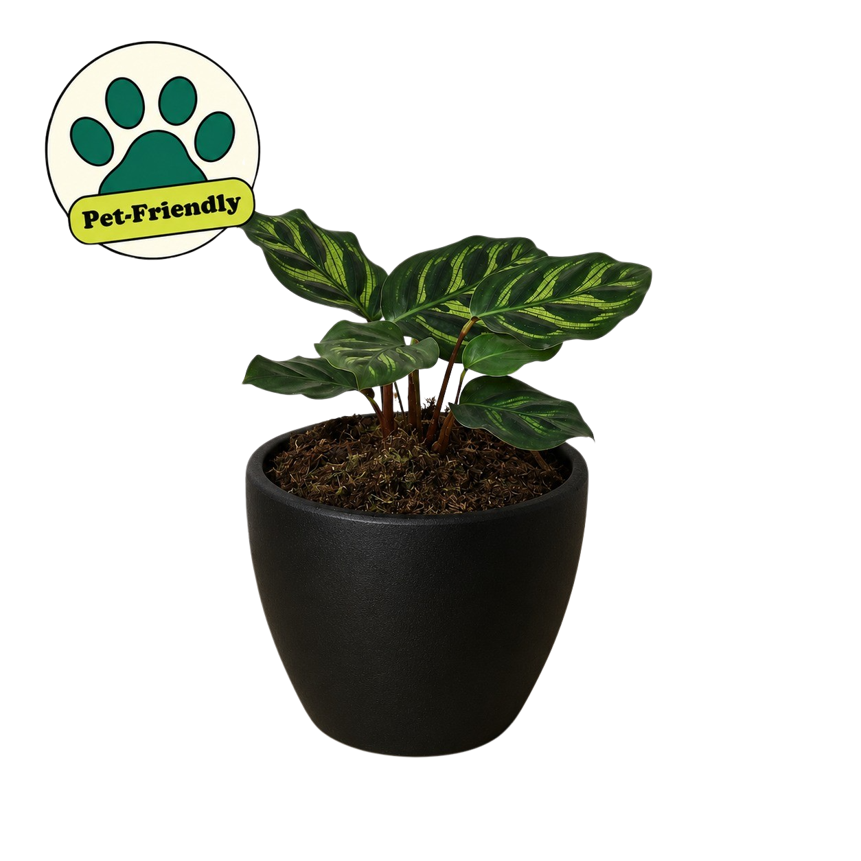 Calathea 'Makoyana' – view 9