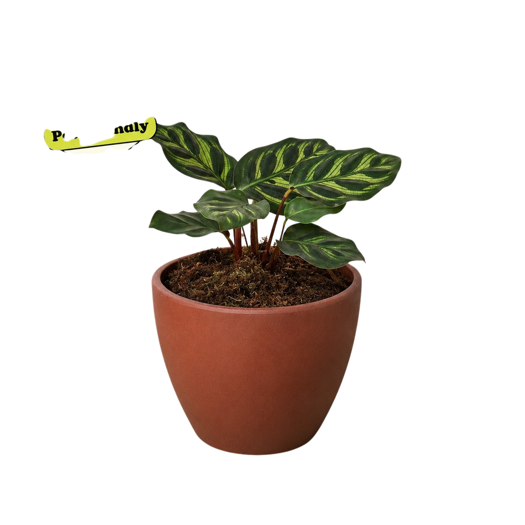 Calathea 'Makoyana' – view 8