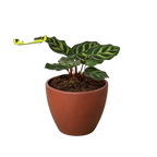 Calathea 'Makoyana' – view 8