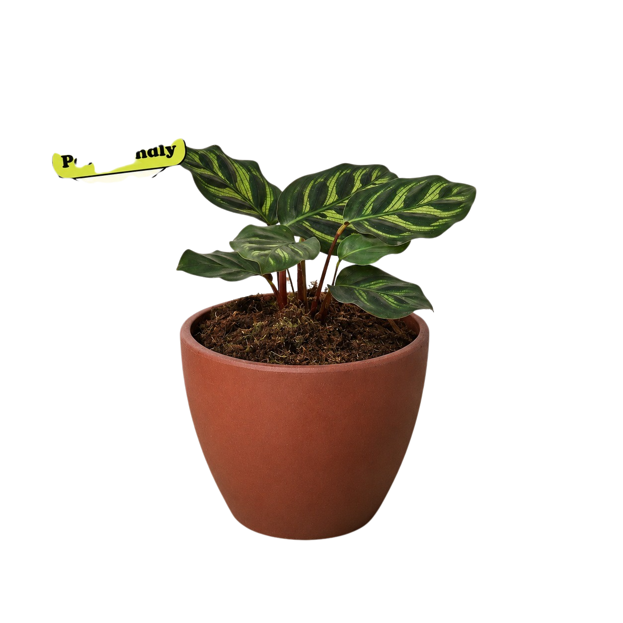 Calathea 'Makoyana' – view 8