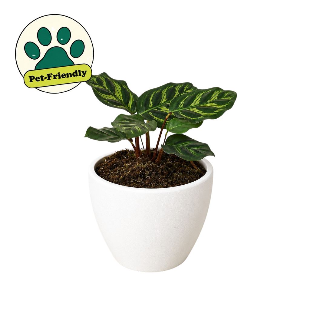 Calathea 'Makoyana' – view 10